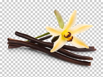 Free vanilla bean clipart, Download Free vanilla bean clipart png ...