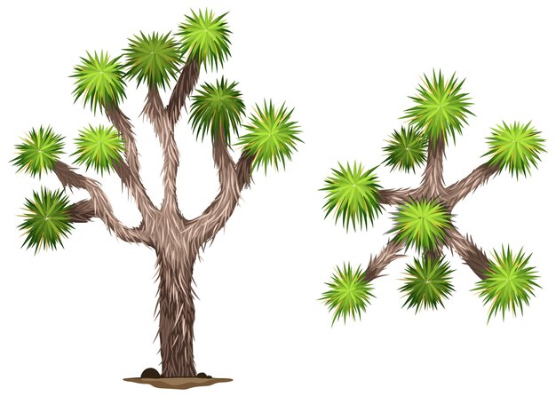 Joshua Tree Nature Plant Joshua Tree Stock Vector (Royalty Free 