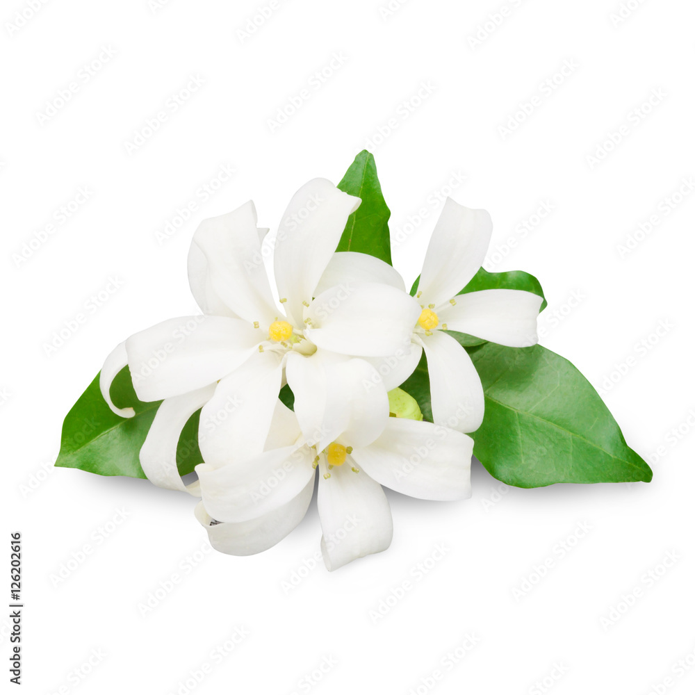 jasmine flower clipart