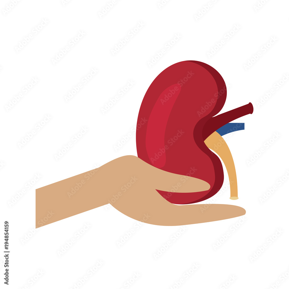 kidney transplant clipart