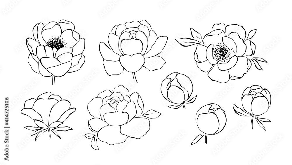 Black Outline Peony Flowers Clipart, Patterns, (1509739)