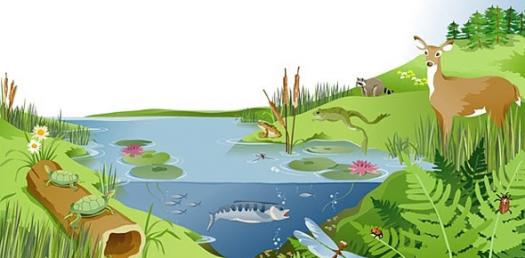 ecosystem clipart