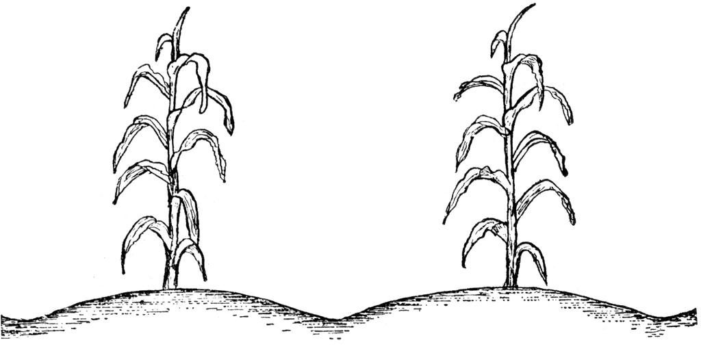 Corn Plant Clip Art, HD Png Download - vhv