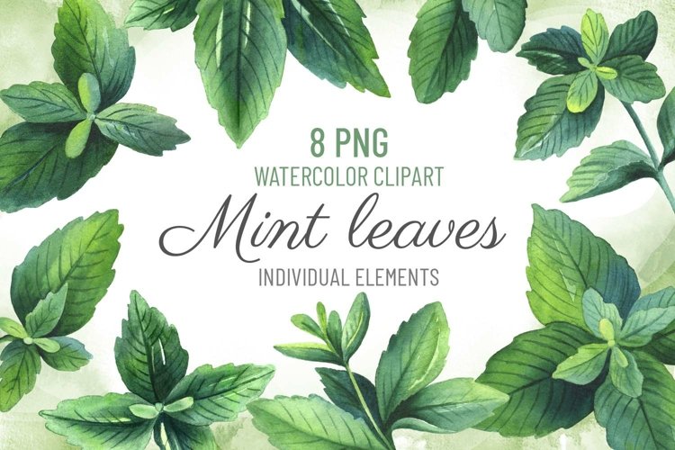 Mint Leaf PNGs for Free Download