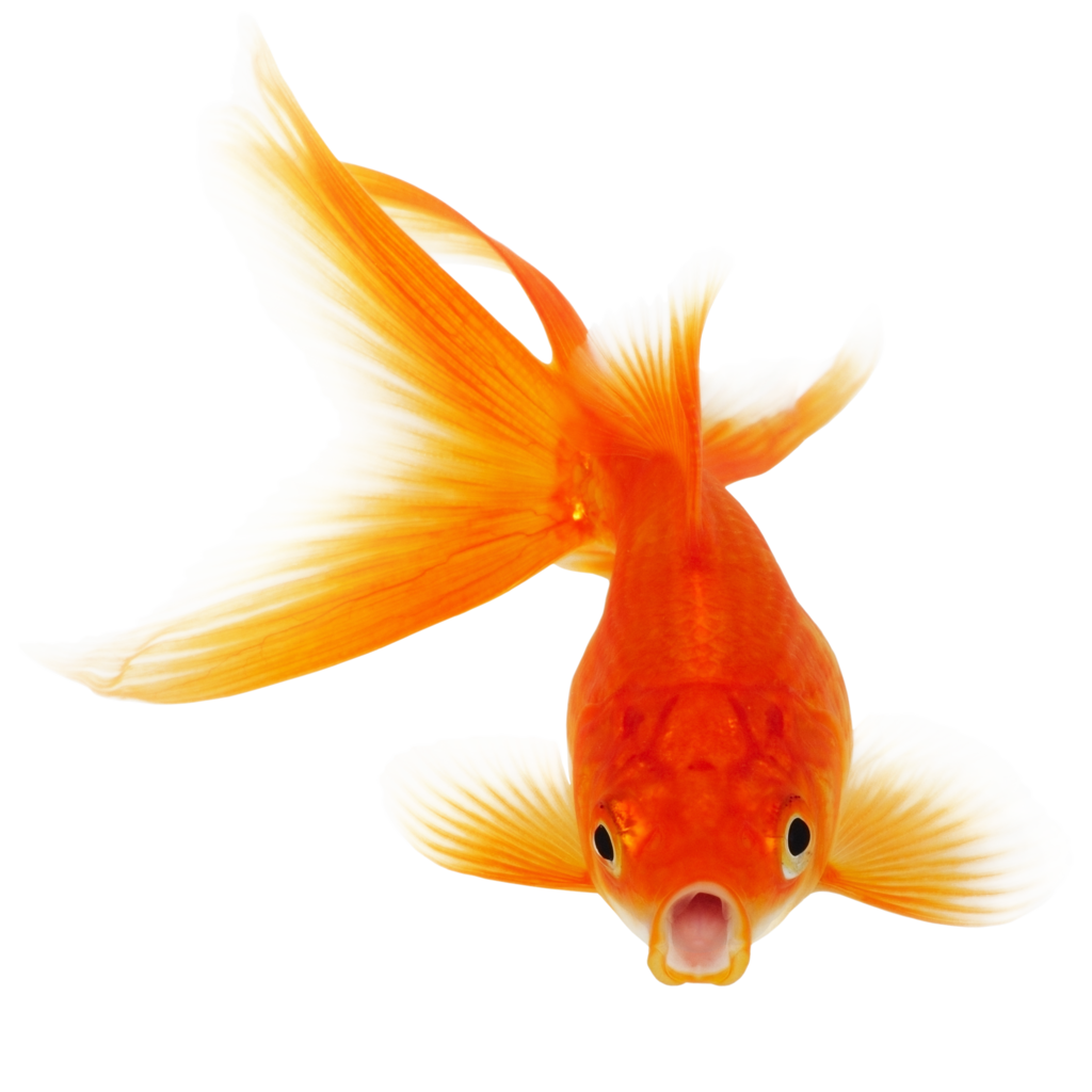 Free fish clipart realistic, Download Free fish clipart realistic