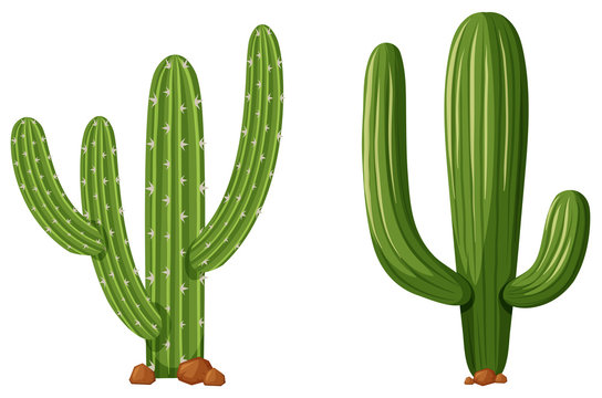 Set of Kawaii cute cactus illustrations / Cactus clipart