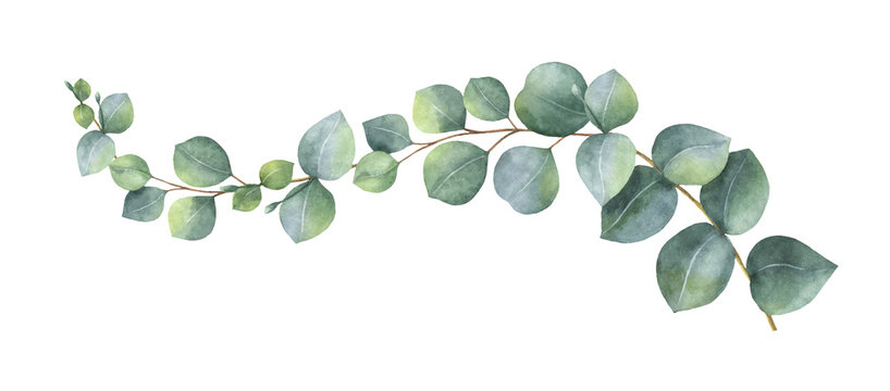 free eucalyptus clipart