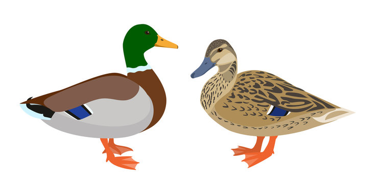 Mallard Duck Cliparts, Stock Vector and Royalty Free Mallard Duck ...