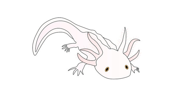 axolotl clipart black and white