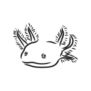 axolotl clipart black and white