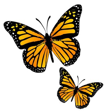 Monarch Stock Vector Illustration and Royalty Free Monarch Clipart ...