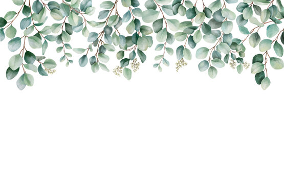 eucalyptus border clipart