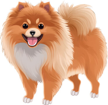 pomeranian clipart