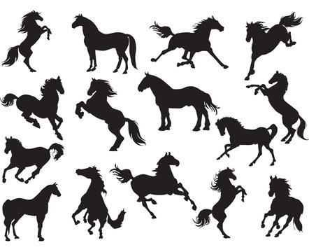 horses clipart