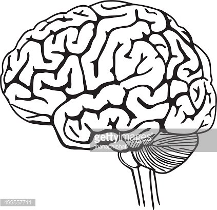 brain outline clipart
