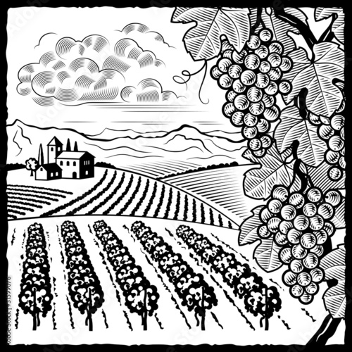vineyard clipart