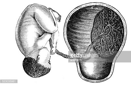 Placenta PNG Transparent Images Free Download | Vector Files | Pngtree