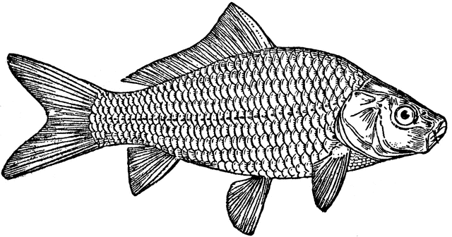 carp clipart
