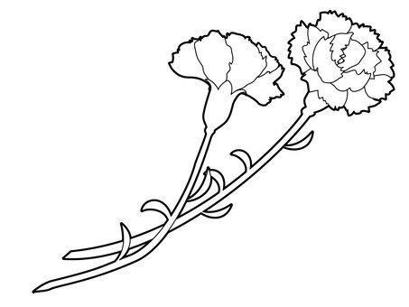 Pink Carnation Clipart Transparent Background, Pink Carnation 