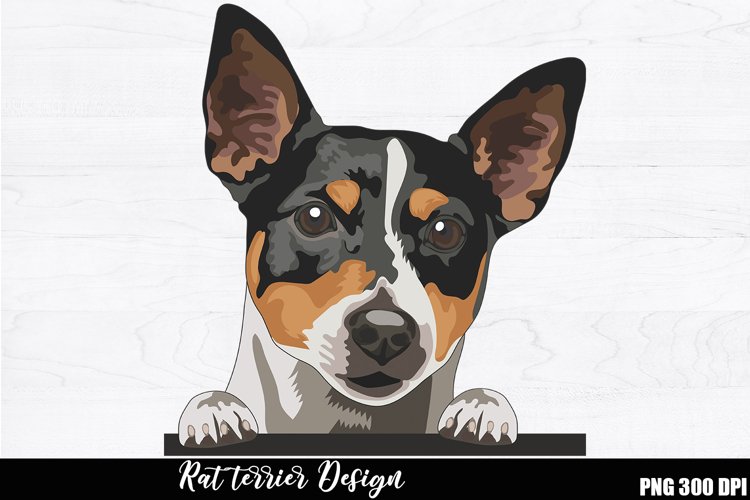 rat terrier clipart