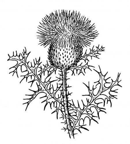 Thistles Stock Illustrations, Cliparts and Royalty Free Thistles 