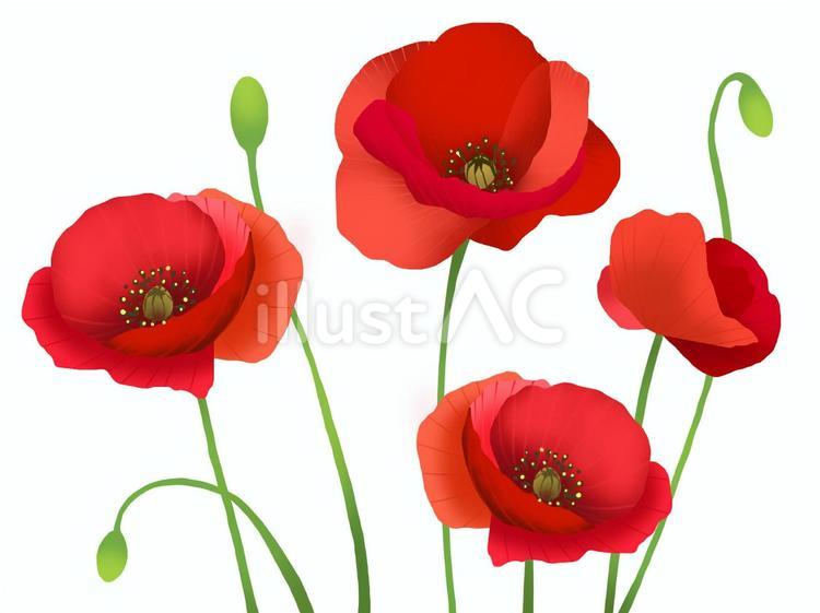 poppy flower clipart