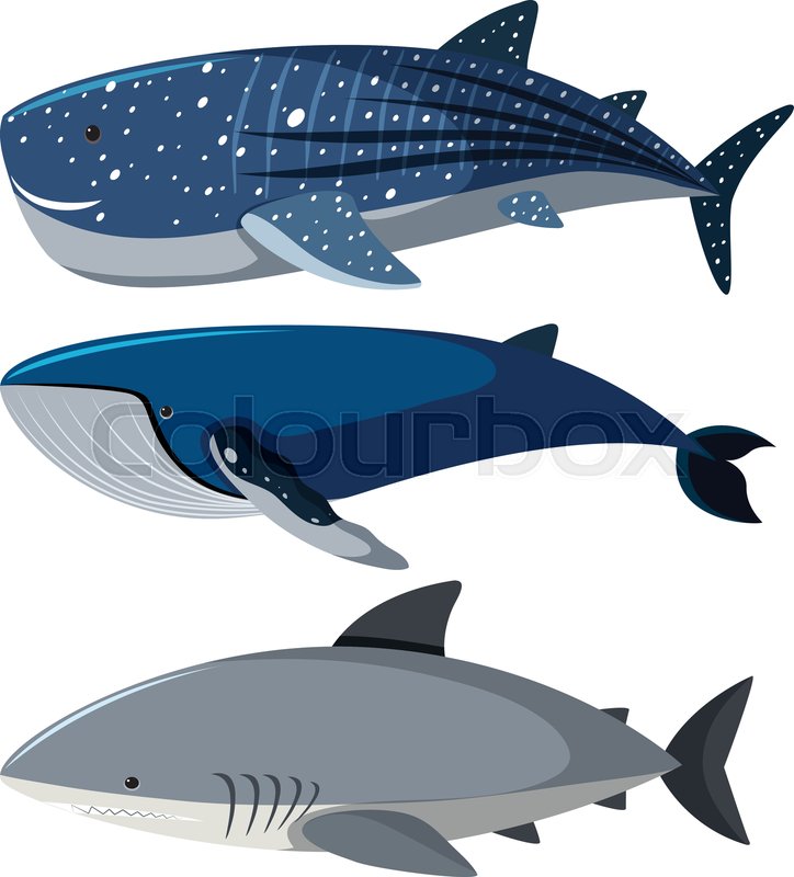 Whale shark character , Shark Nemo Fish Pixar YouTube, nemo 