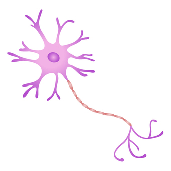 Nerve Cells of the Brain | ClipArt ETC