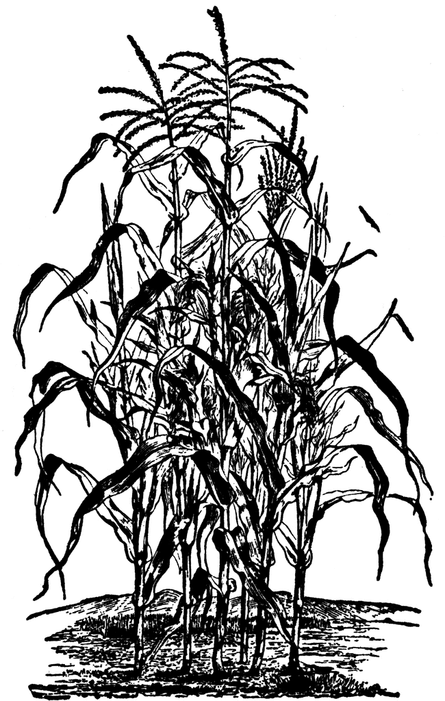 Clipart - Corn - Corn Plant Png - Free Transparent PNG Clipart 