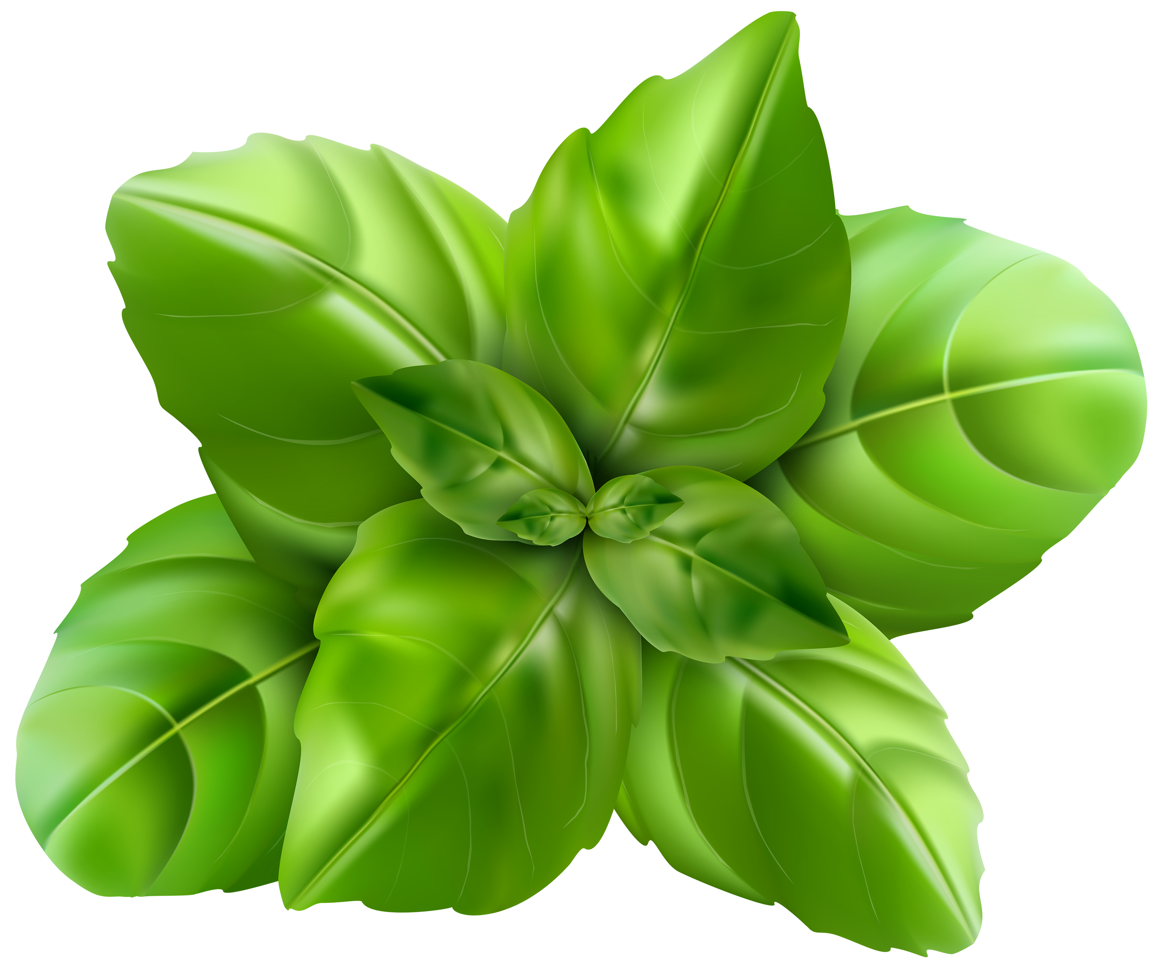 Basil herb leaves clipart. Free download transparent .PNG