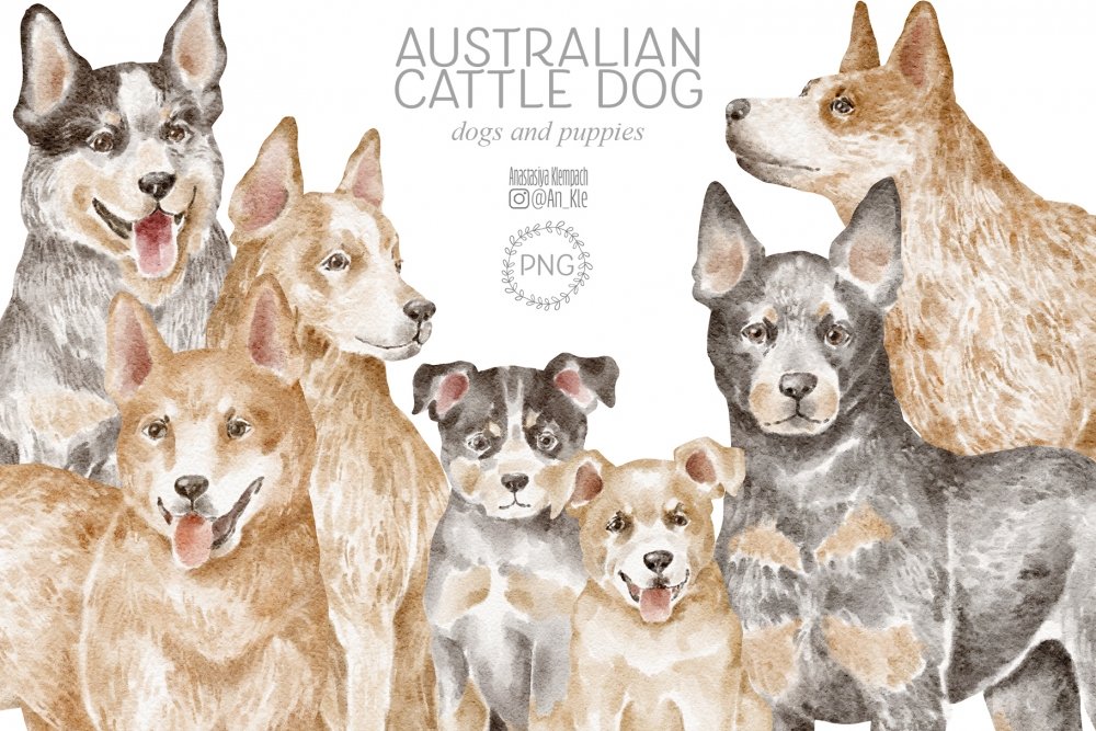 australian cattle dog clipart