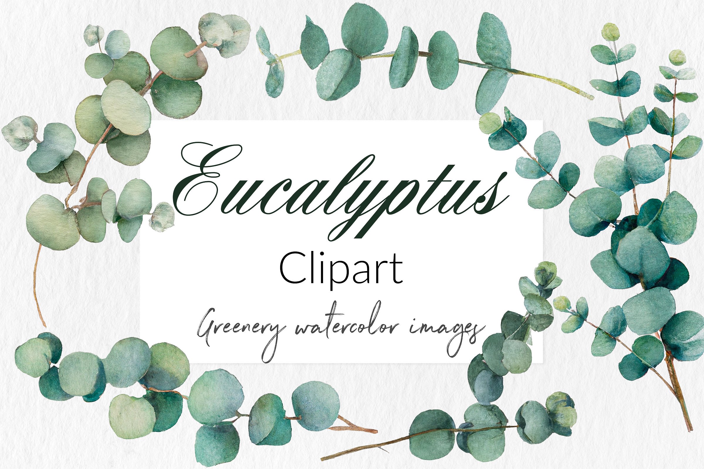 Free Vectors | Eucalyptus - Clip Art Library