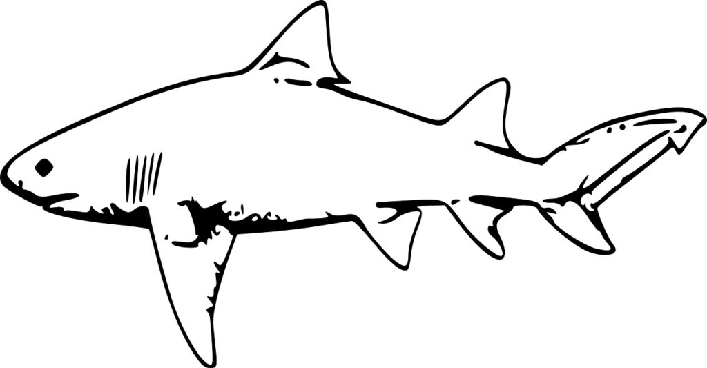 tiger shark clipart