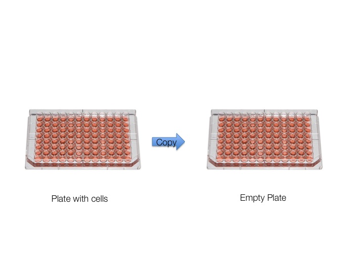 Thermo Scientific™ PCR Plate, 96-well, non-skirted, black lettering ...