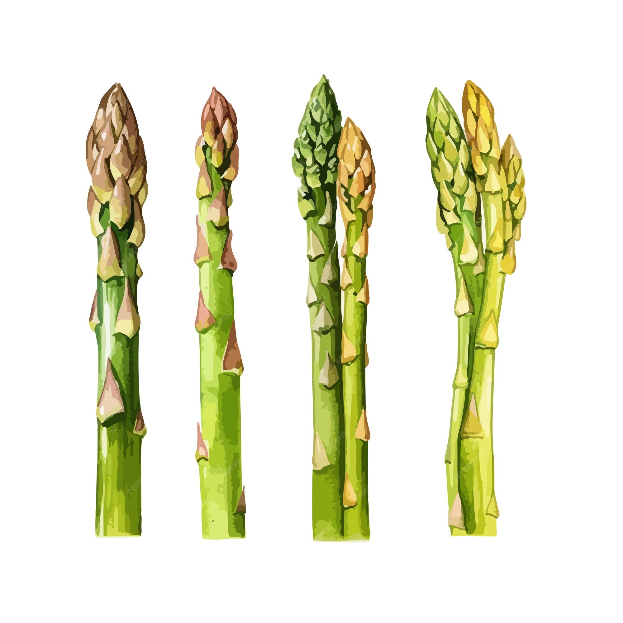 Cartoon Image Of Asparagus Royalty Free Vector Image Clip Art Library