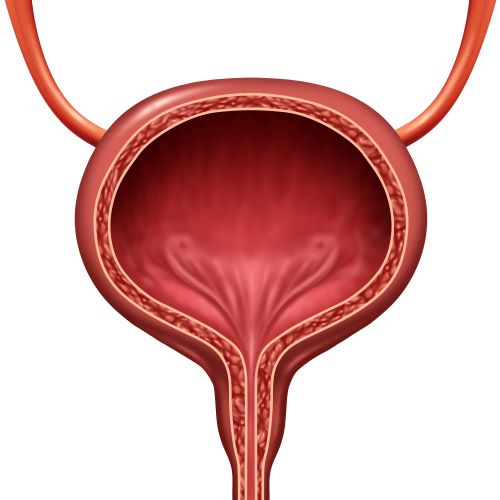 3,325 Bladder Stock Illustrations | Depositphotos