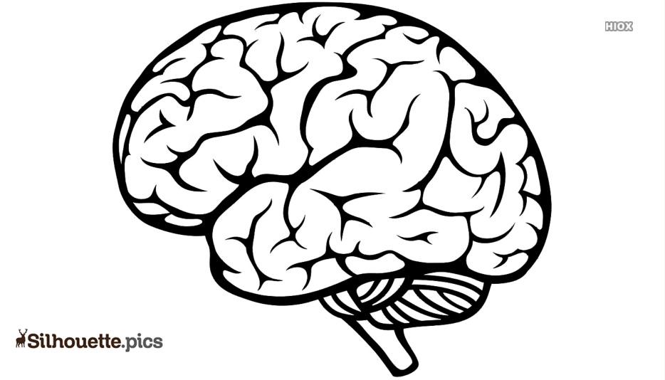 Simple Brain Clipart Outline @ Outline.pics