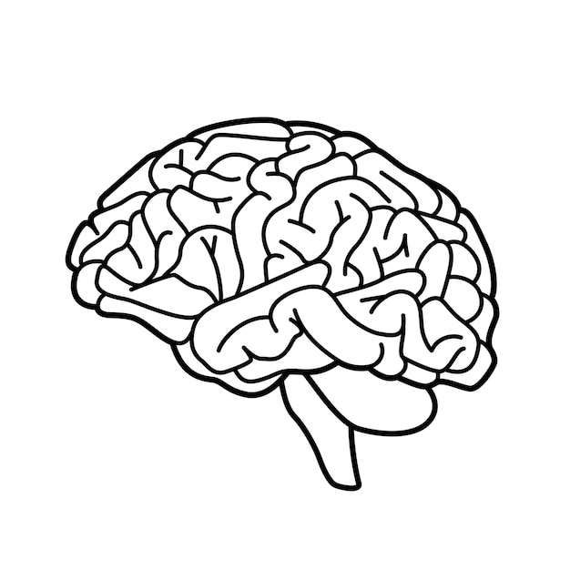 Find hd free Brain Clipart Metacognition - Brain Clipart - Clip Art Library