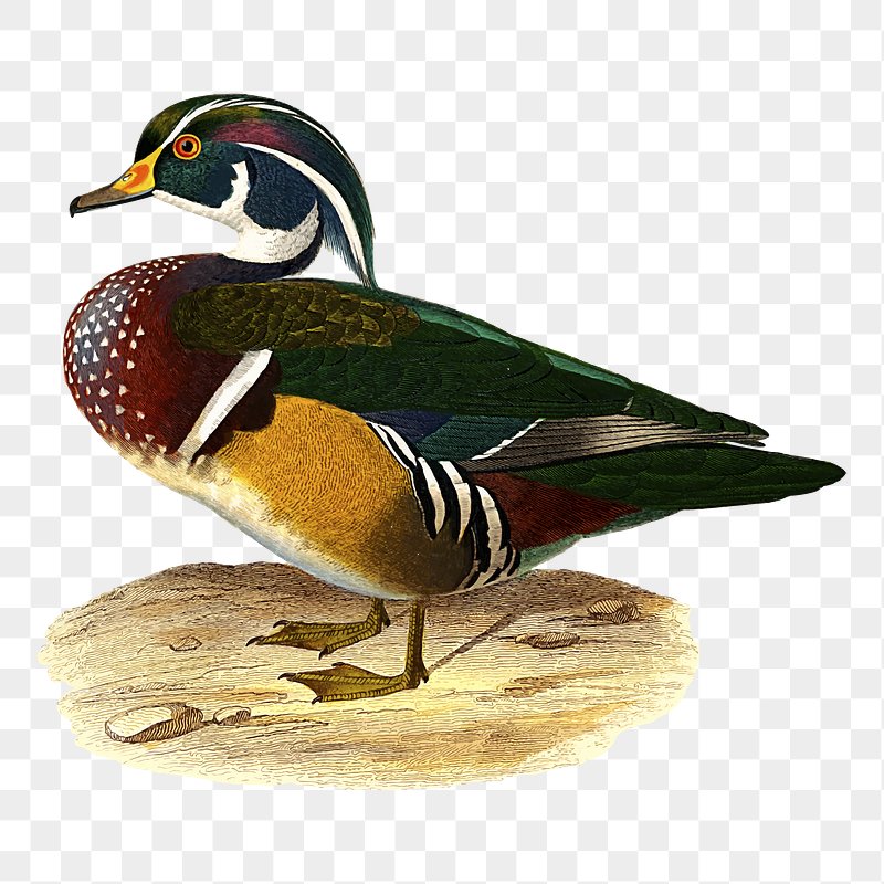 wood duck clipart
