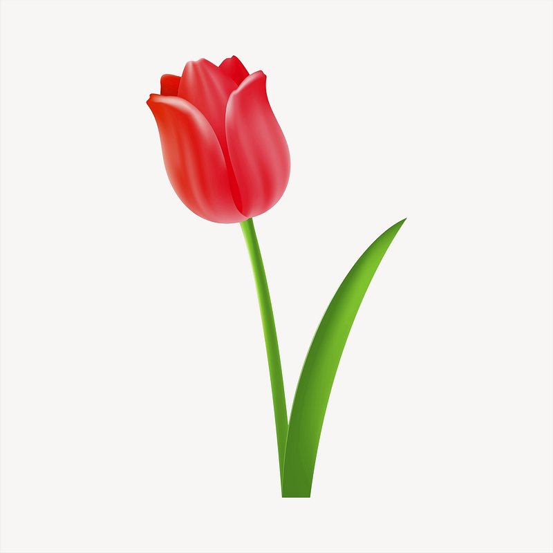 tulip clipart