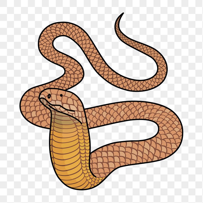 King Cobra Snake – MasterBundles