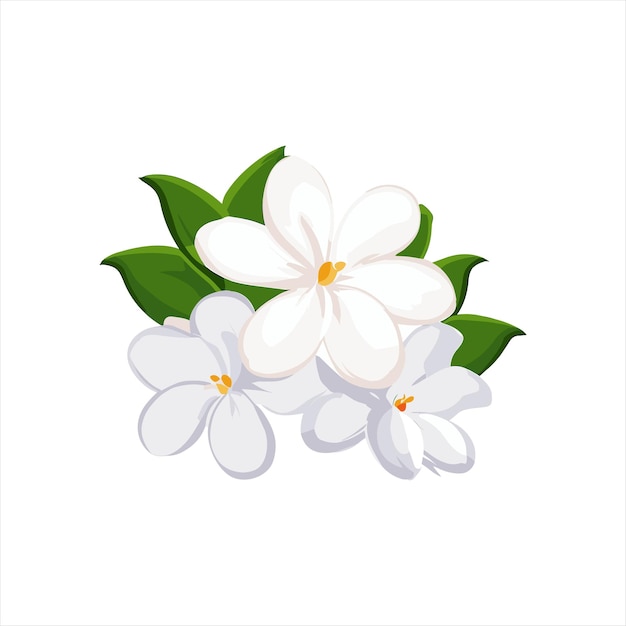 Jasmine Flowers PNG Transparent Images Free Download Vector Clip Art Library