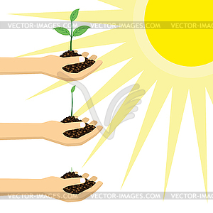 Herbs Clipart-sage growing in planter herb clipart