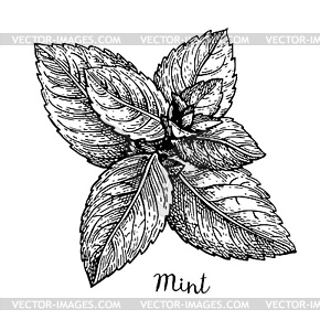 mint clipart