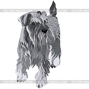 miniature schnauzer clipart