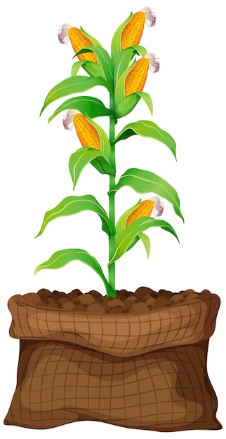 corn plant clipart