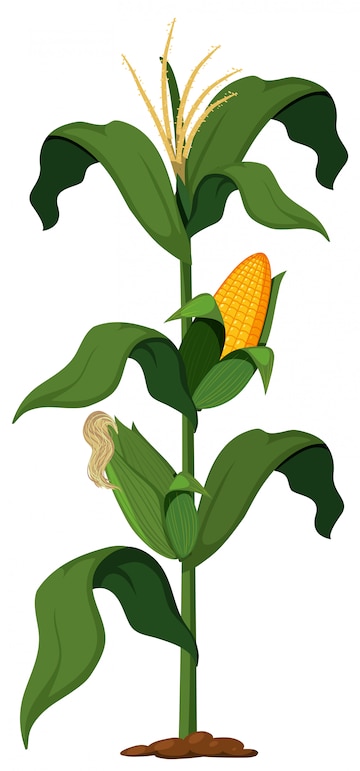corn plant clipart