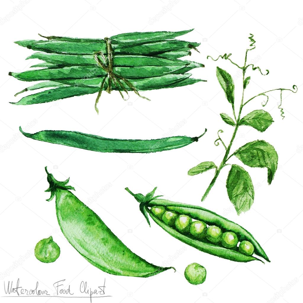 green beans clipart