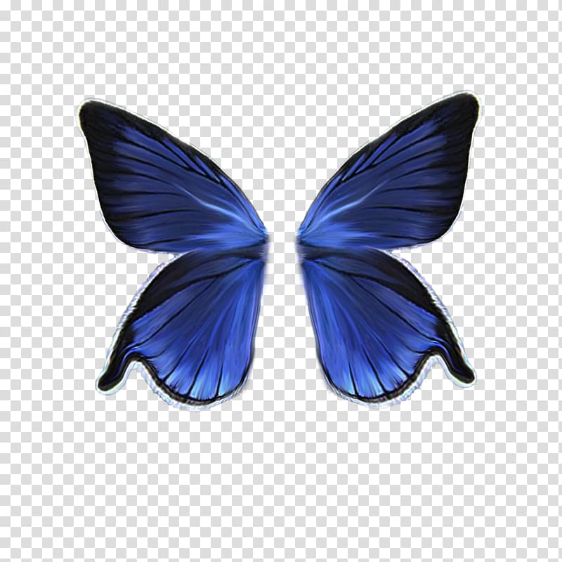 butterfly wing clipart