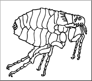 flea clipart